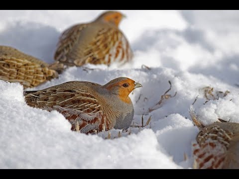 Late Season Partridge Hawking HD 720p