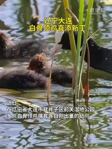 辽宁大连：白骨顶鸡喜添新丁