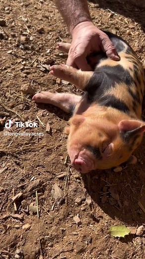 This pig is living his best life. Baby pig is 3 weeks old and they all hate to be picked up, but Love the belly scratches. . . . . . . . . #pig #pigs #pigsoftiktok #piggy #piglet #piglets #pigletsoftiktok #pigletventures #pigletsquad #pigsfarm #pigfarm #pigfarmer #pigfarmers #pigfarming #babypig #babypigs #babypiggy #piggies #babypiglet #babypiggies #babyanimals #babyanimalsoftiktok #babyanimalsvids #farmanimals #farm #farmlife #homestead #homesteadinglife #homesteader #country #countrylife #slo