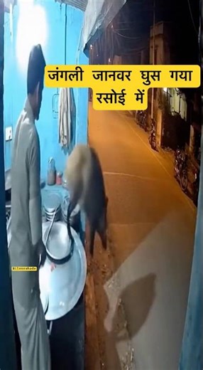 Wild Boar Raids Kitchen in CCTV Footage