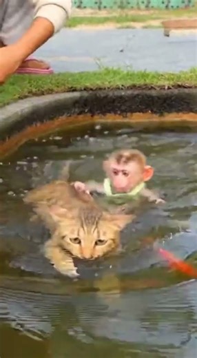 Dog Pranks Cat & Monkey Into the Water!