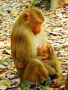 14K views · 55 reactions | Super Mom lip-smacking teach baby Mollie new lesson #Monkey #MonkeyBusiness #MonkeyLove #MonkeyingAround #CuteMonkeys #FunnyAnimals #MonkeyLove #Wildlife #AnimalVideos | Monkey TV7 | Facebook