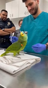 I promise I'll be good, please don't give me the injection!😂 #talkingparrot #parrots #parrotlover #babylove | Moparmania