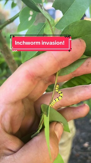 Lizard pest control! #fyp #foryoupage