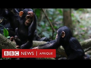 Voici comment les grands singes communiquent !