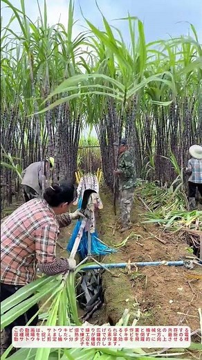 職人技！手作業と機械化が融合するサトウキビ収穫の現場【農作業の知恵】