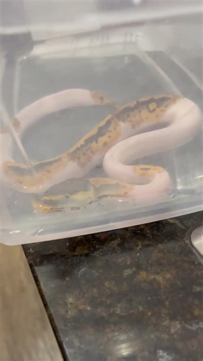 Can Ball Pythons Swim? #snake #reptiles #wildlife