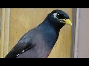 Mimicry Mynah Bird - Animals And Birds is live!