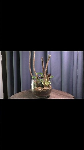 Art Deco Terrariums: A DIY Guide to Stunning Punch Bowl Gardens for Indoor Plants