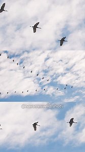 Calls of the Sandhill Crane 🔊 It's that time of year when Sandhill Cranes migrate south for the winter. Hearing their loud, distinct calls as they fly above is always a sight to see. #sandhillcrane #birdcall #birdsounds | Navarre Marshall