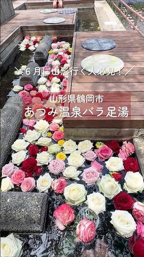 女子旅必見！6月の土曜限定 あつみ温泉バラ足湯🌹 【 #つるとぴ ！鶴岡市役所60秒広報室】#鶴岡市 #観光 #あつみ温泉 #バラ #バラ足湯 #庄内 #shorts #山形
