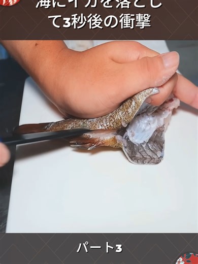 海にイカを落として3秒後の衝撃#海の驚き #イカ #釣り #衝撃映像 #パート3