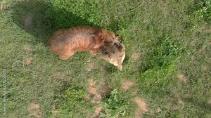 Bear in natural habitat. Real wild bears in grassland. Grassland prairie meadow wold pasture steppe plateau tableland lowland plain animals wildlife documentary film footage cinematic mammal nature 4K