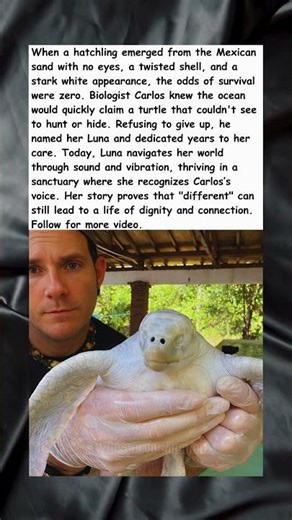 The Blind White Turtle Who Beat Odds
