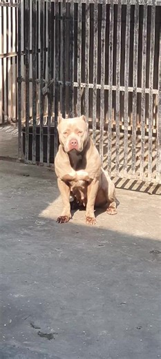 Observing Female Pitbulls at Great Canine Kennel