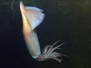VIDEO: Deep Sea Squid Communicate With Each Other Using Glowing Skin | KQED
