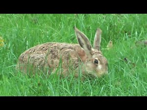 European hare explained