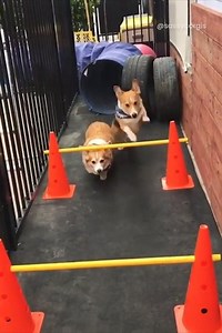 34K views · 763 reactions | Work smarter, not harder!  | Go Fetch | Facebook