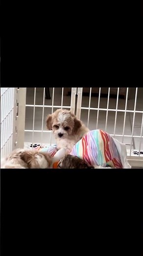 Ultimate Playpen Hacks for Crate & Potty Training #CrateTraining #PottyTraining