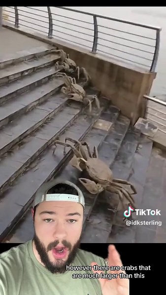 Giant Crabs: A Fascinating Look at Japanese Spider Crabs and Coconut Crabs