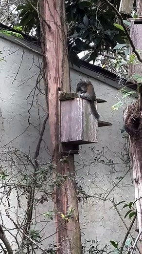 1.3K views · 62 reactions | More sibling antics from babies just released | Secret Squirrel Wildlife Rehabilitation | Facebook