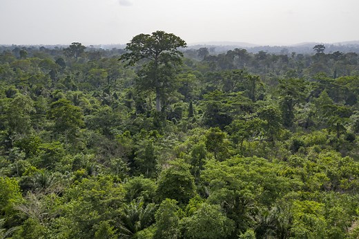 In Cameroon, Forests and Communities Need Each Other