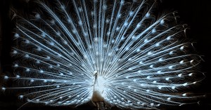 An American Impressionist - The American Scholar