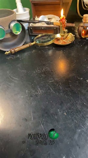 All about ball pythons!