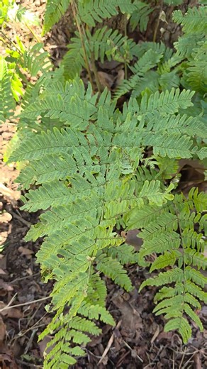 Autumn Fern. An Evergreen in my Georgia Garden #youtubeshorts #shorts #fern #gardening