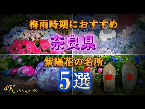 【あじさいの名所5選】紫陽花で有名な奈良のお寺