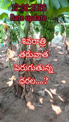 Banana 1st crop final update rate update #viral #agriculture #farming #banana #manikantafertilizers