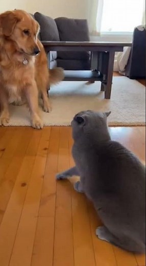 Oh dear, the dog is being bullied by the cat! #cat #goldenretriever #cute