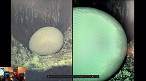 Second video/upscale Analysis of egg pictures / 4chan leak