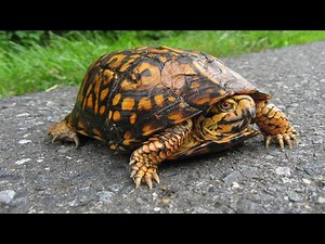 Top 10 Types of Turtles That Make Great Pets