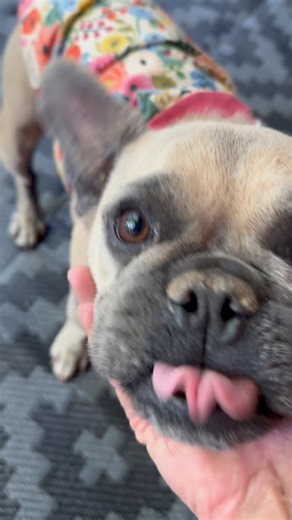 What a difference two weeks make! Thank you to those of you who donated!! #adoptdontshop #frenchbulldog | Raise the Bar—n