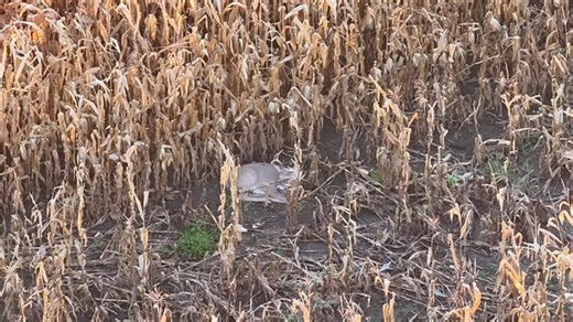 It’s been crazy busy and i haven’t been able to get the last few days worth of videos off the drone yet. So I’ll just post this video from a track earlier in the year. Just a random buck I found along the way bedded just off the road in a cornfield. We were 4 for 4 last night. Found the first one this morning and are on our way to call number 2 today. Lots of smiles. We have a lot of content coming. Stay tuned. We are here if you need us. Edit: This post got a lot of views for whatever reason. L