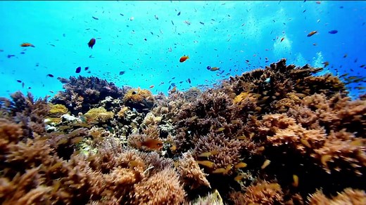 Climate change report author explains why oceans are at risk