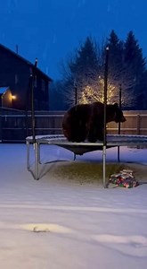 🐻🤸‍♂️ BREAKING: Local bear discovers trampolines... immediately regrets it! Our CCTV caught the EXACT moment this curious bear decided to test out the backyard trampoline. Spoiler alert: bears and trampolines don't mix! 😂 Watch as our furry friend climbs on, attempts one very awkward bounce, and then gracefully (okay, not so gracefully) slides right off into the pile of Christmas presents we had staged outside. At least the landing was soft? We can't decide what's funnier—the confused look be
