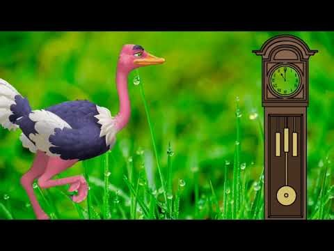 OSTRICH HAS A PLAN FOR HICKORY DICKORY DOCK