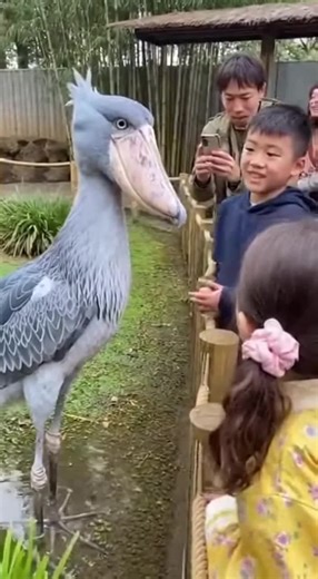 Shoebill greeting visitors 😍