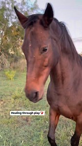 2M views · 81K reactions | Horses often carry emotional wounds in silence. Liberty training isn’t just physical exercise, it’s a path of emotional release, healing, and connection that doesn’t require words... and it can have the same effect on us if we open our hearts to it  Has liberty helped you and/or your horse heal? | Equus Empeiria - Dr Nadine Lindblom | Facebook