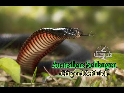 Australiens Schlangen - Giftig und Gefährlich | Schlangen Doku