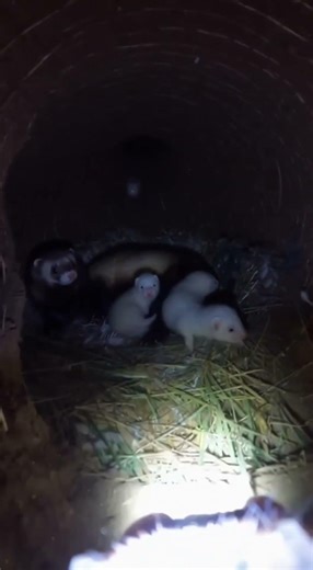 "Dook-Cam: Mustela putorius furo Underground" | "Flex-POV: The Hidden World of Ferret Setts"