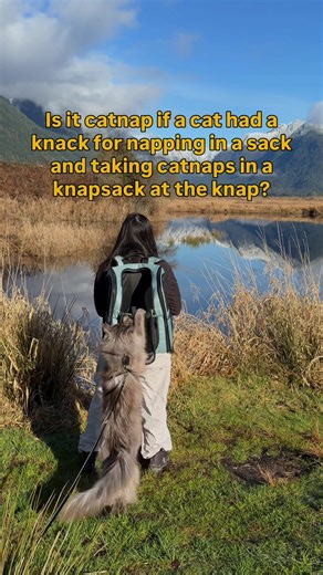 He really does have a knack for this knapsack though and people often ask if we taught him this. Tbh, we never taught him to climb inside. We DID teach him that his backpack is HIS space and even a nice place for napping. This is an action he learned when we first started taking him outside and he was probably the size of your Stanley 🥹 If the world can be overstimulating for us humans, it certainly can be for cats as well! #backpackinglife #adventurecat #traillife #catbackpack #mainecoon