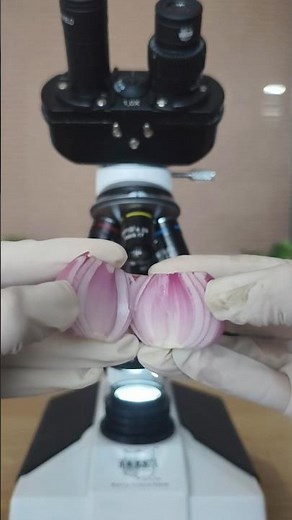 Microscope Test: Onion Like You’ve Never Seen! 🔬🧅 #microscope #science #youtubeshorts #test