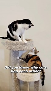 13 reactions | Why do cats slap each other? audio: samca_ts #catbehavior #cats #catfacts #catoftheday #catsoffacebook #reels #catlovers #factsaboutcats #catfight | oreoandpumpkinspice | Facebook