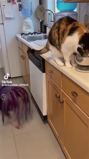 😻可爱的大海😻 (@seow.seow1)’s videos with 原聲 - 😻可爱的大海😻