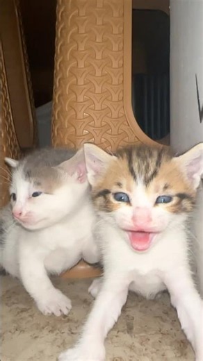 6 kittens are hissing and attacking me.