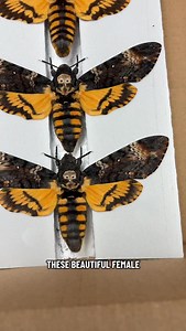 Death’s head hawkmoths 💀#moth#acherontia#atropos#hawkmoth#deathsheadhawkmoth#silenceofthelambs#mothoftheday#butterfly#insect#skull | EntomoBoxes.com