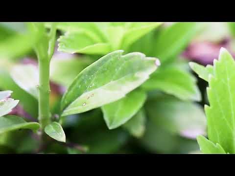 PACHYSANDRA (Pachysandra terminalis)